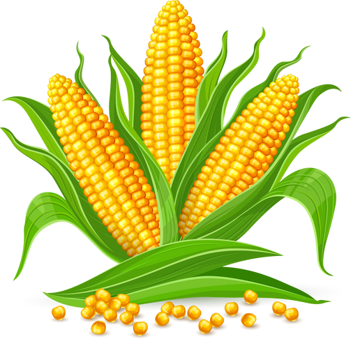 Corn cobs isolated PNG